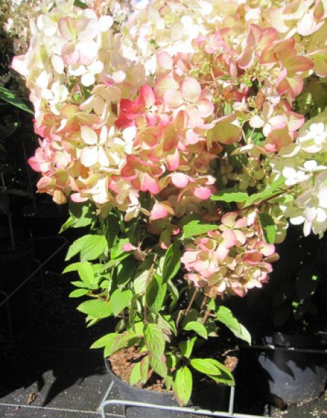Hydrangea paniculata Diamant Rouge 2